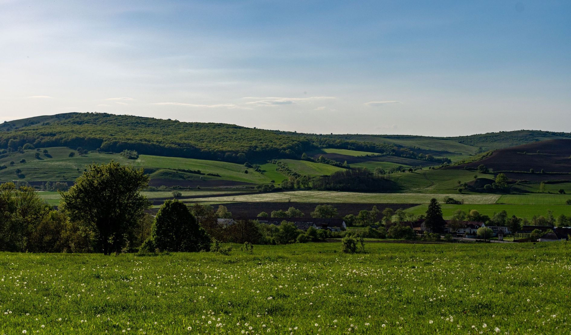 Field