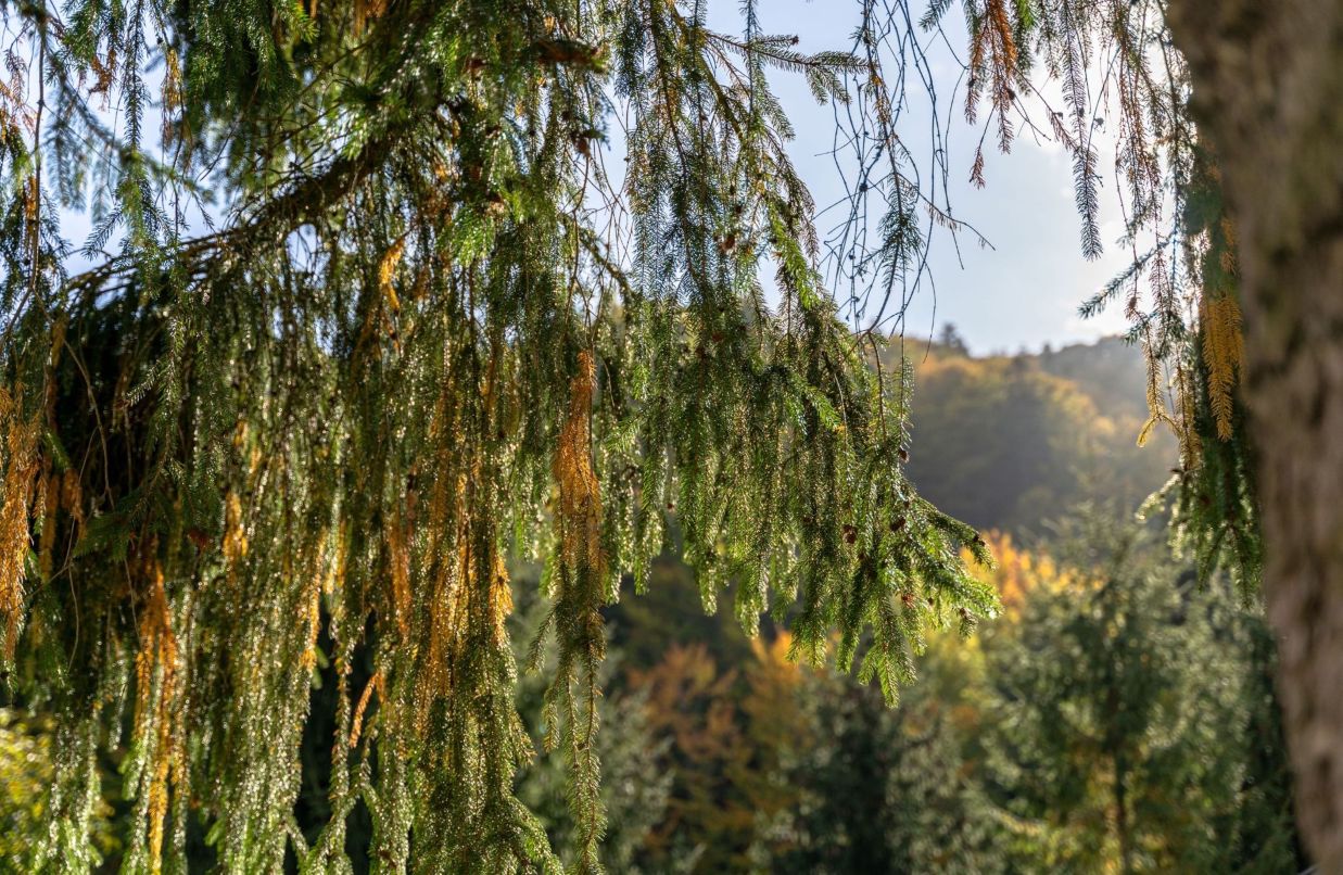 Green forest