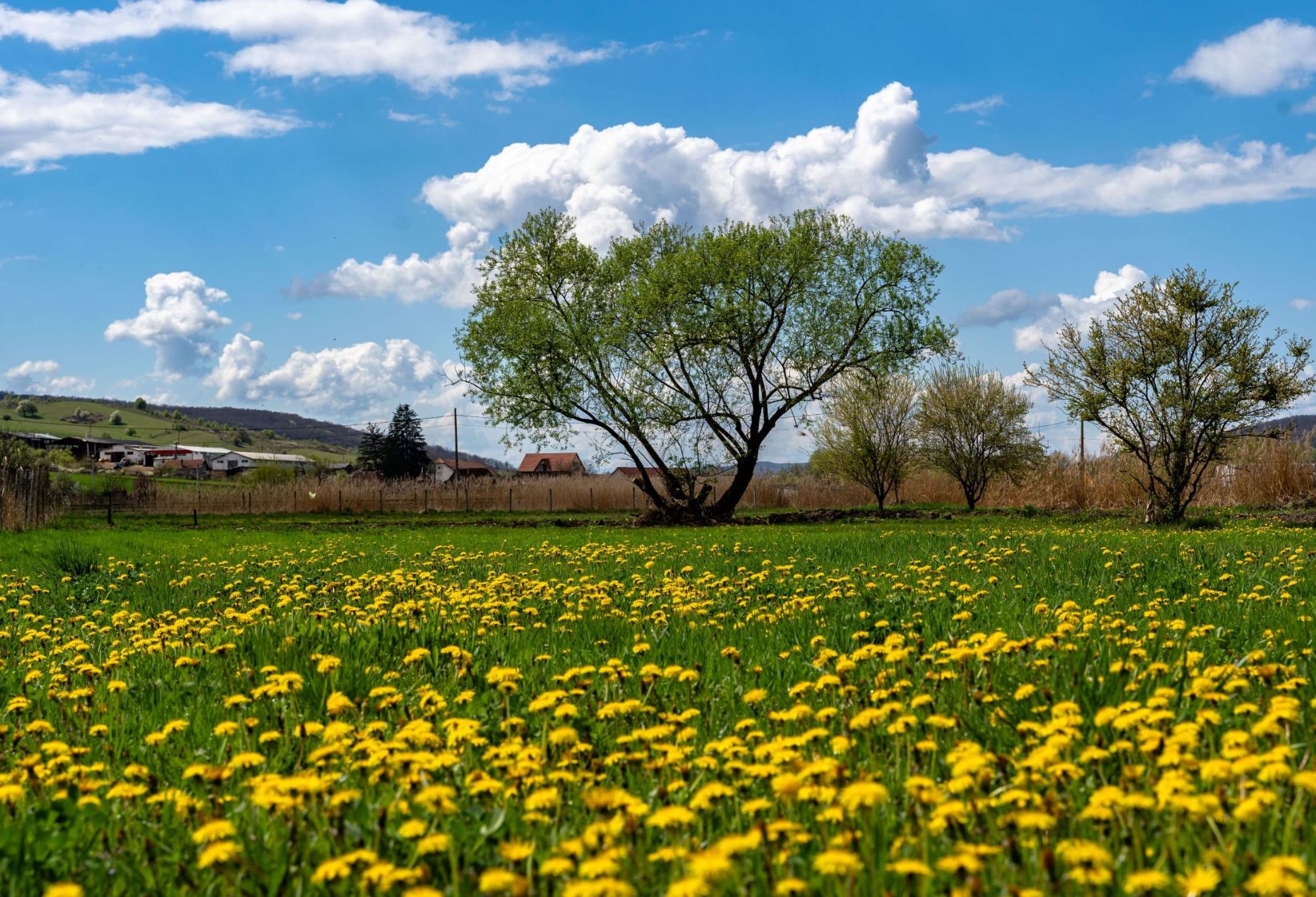 Open field