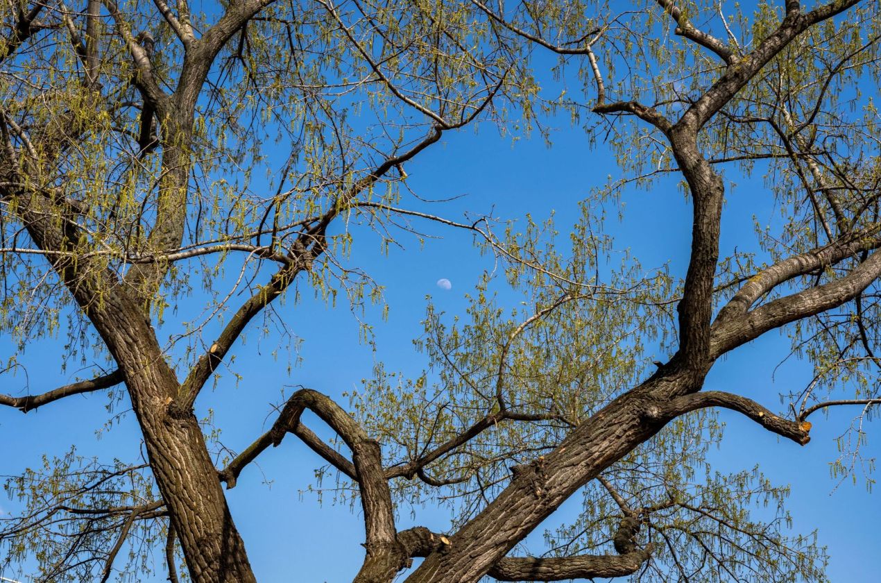 The tree and the moon